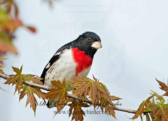 Pheucticus ludovicianus  ROSE-BREASTED GROSBEAK 9029202