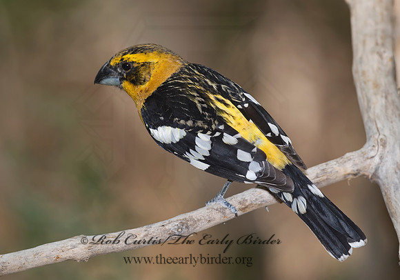 Pheucticus chrysopeplus  YELLOW GROSBEAK 6025359