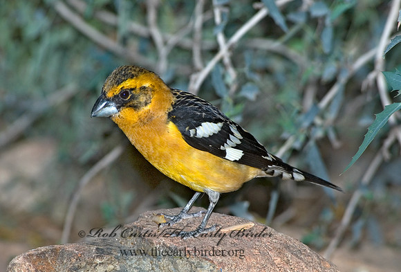 Pheucticus chrysopeplus  YELLOW GROSBEAK 5005538