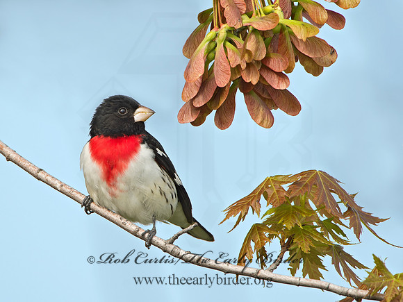 Pheucticus ludovicianus  ROSE-BREASTED GROSBEAK 9029206