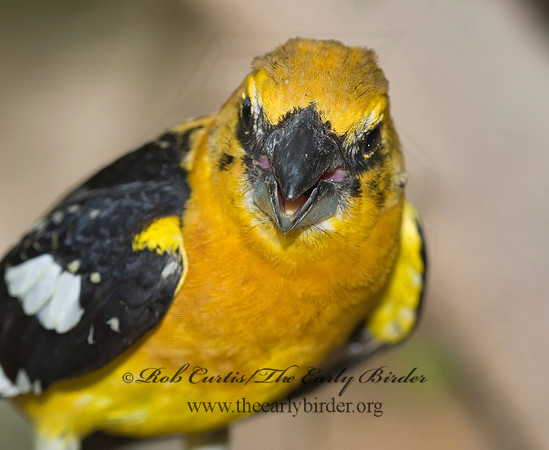 Pheucticus chrysopeplus  YELLOW GROSBEAK 6025485
