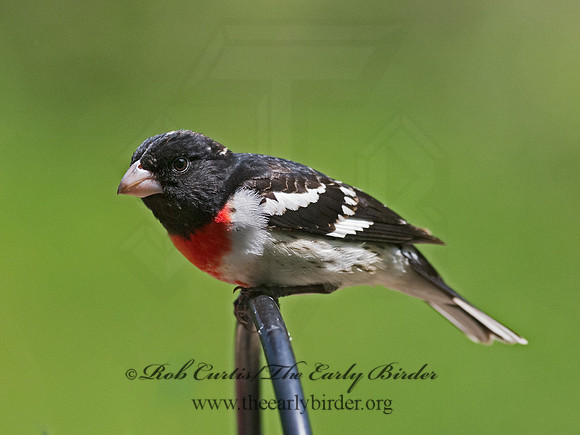 Pheucticus ludovicianus  ROSE-BREASTED GROSBEAK 9063111