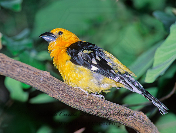 Pheucticus chrysopeplus  YELLOW GROSBEAK 93124