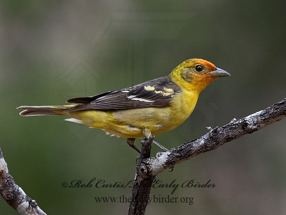 Piranga ludoviciana  WESTERN TANAGER 3037389