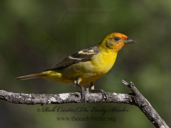 Piranga ludoviciana  WESTERN TANAGER 3037443