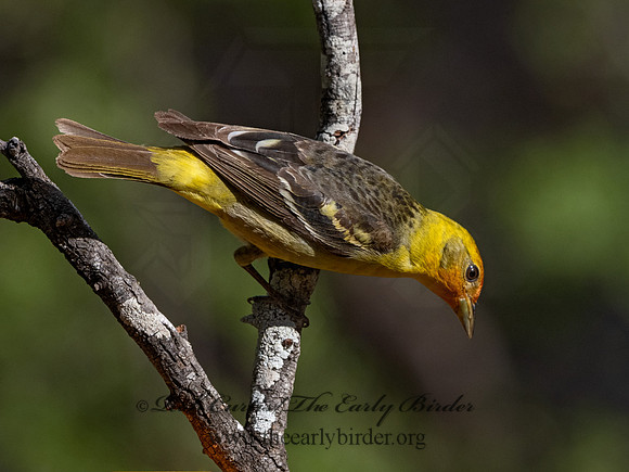 Piranga ludoviciana  WESTERN TANAGER 3037452