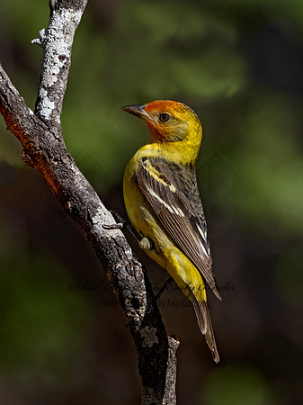 Piranga ludoviciana  WESTERN TANAGER 3037455