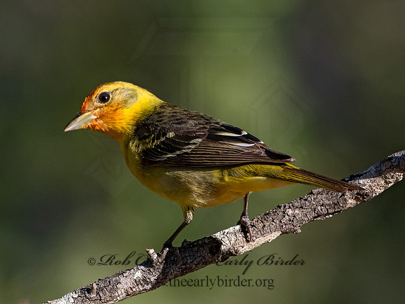 Piranga ludoviciana  WESTERN TANAGER 3037407