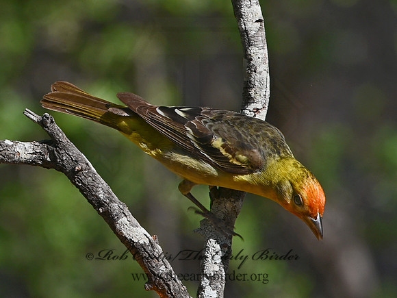 Piranga ludoviciana  WESTERN TANAGER 3037458