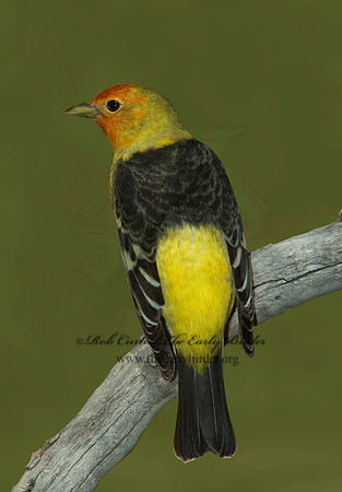 Piranga ludoviciana  WESTERN TANAGER 5005586