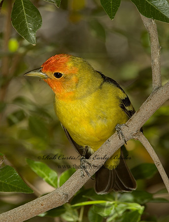 Piranga ludoviciana  WESTERN TANAGER 5005589