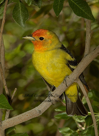 Piranga ludoviciana  WESTERN TANAGER 5005592