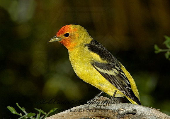 Piranga ludoviciana  WESTERN TANAGER 5005546
