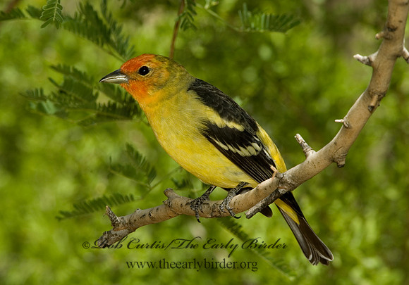 Piranga ludoviciana  WESTERN TANAGER 5005599