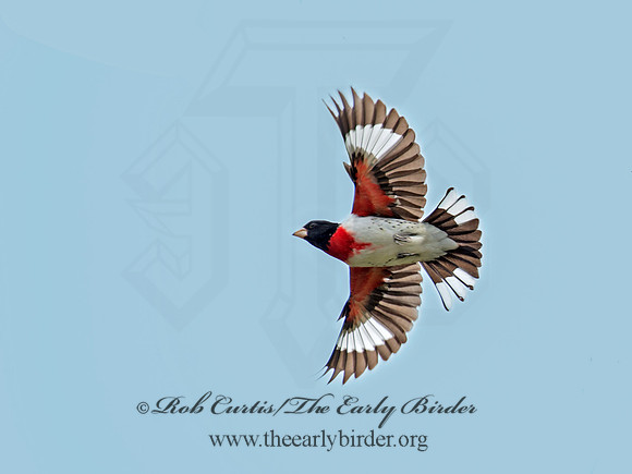 Pheucticus ludovicianus  ROSE-BREASTED GROSBEAK 9010967