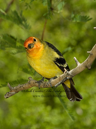 Piranga ludoviciana  WESTERN TANAGER 5005601