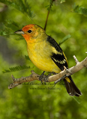 Piranga ludoviciana  WESTERN TANAGER 5005604