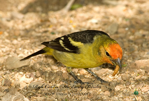 Piranga ludoviciana  WESTERN TANAGER 5005610