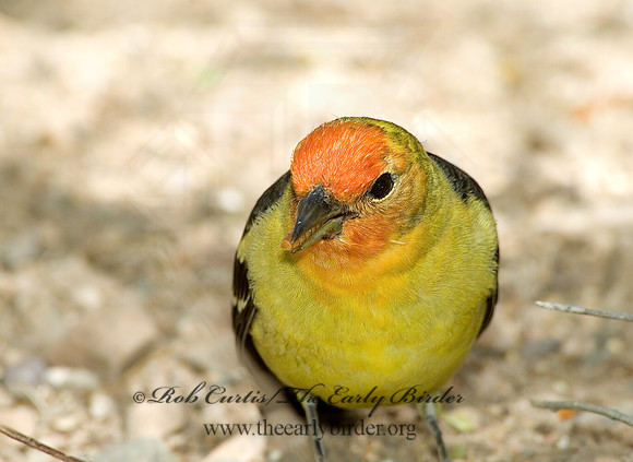 Piranga ludoviciana  WESTERN TANAGER 5005611