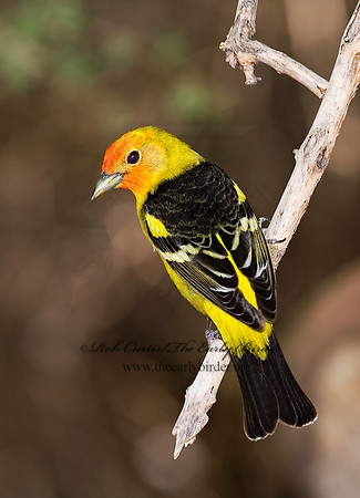 Piranga ludoviciana  WESTERN TANAGER 6025306