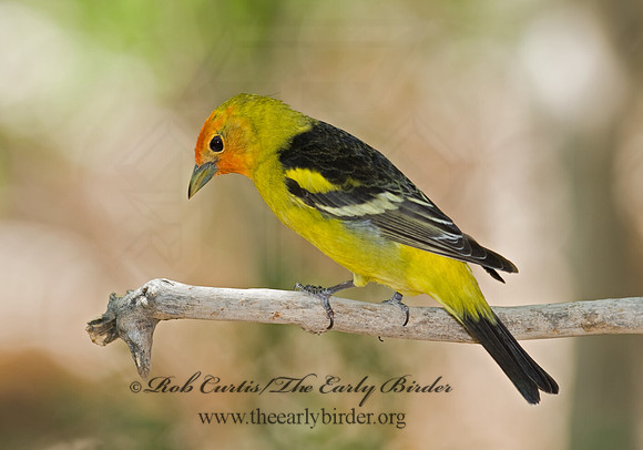 Piranga ludoviciana  WESTERN TANAGER 6025303