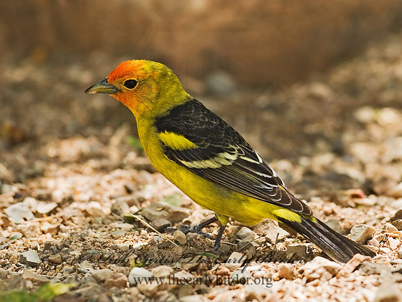 Piranga ludoviciana  WESTERN TANAGER 6025310