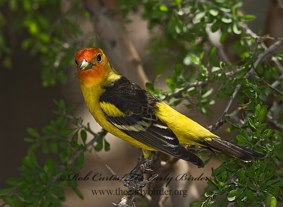 Piranga ludoviciana  WESTERN TANAGER 6025312