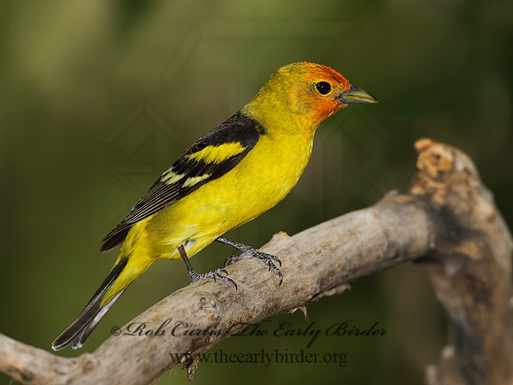 Piranga ludoviciana  WESTERN TANAGER 6025339