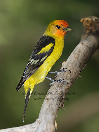 Piranga ludoviciana  WESTERN TANAGER 6025340