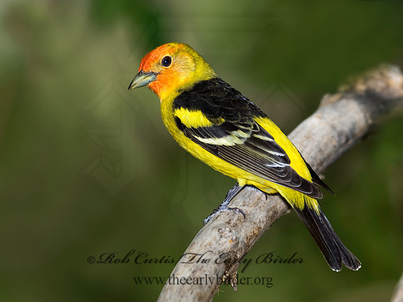 Piranga ludoviciana  WESTERN TANAGER 6025341