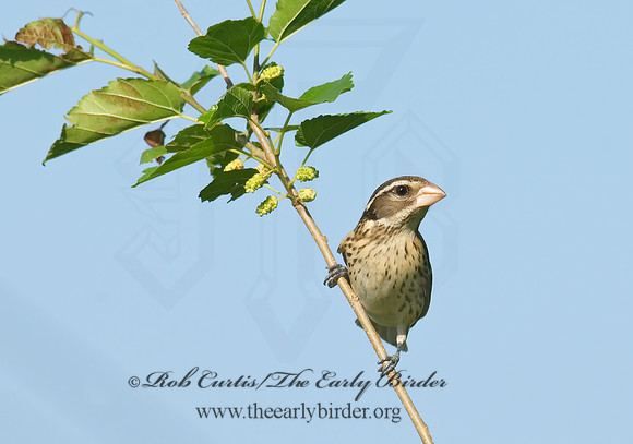 Pheucticus ludovicianus  ROSE-BREASTED GROSBEAK 7003419