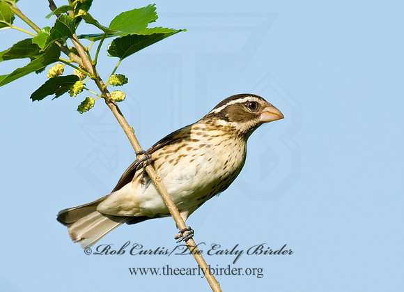 Pheucticus ludovicianus  ROSE-BREASTED GROSBEAK 7003422