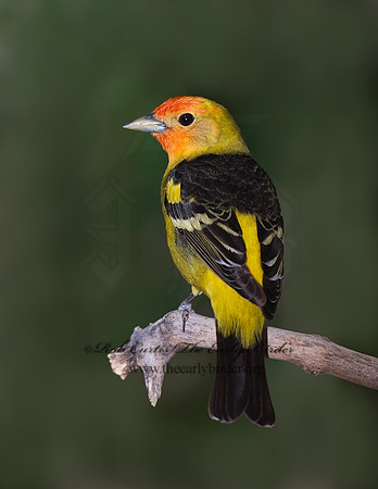 Piranga ludoviciana  WESTERN TANAGER 6025361
