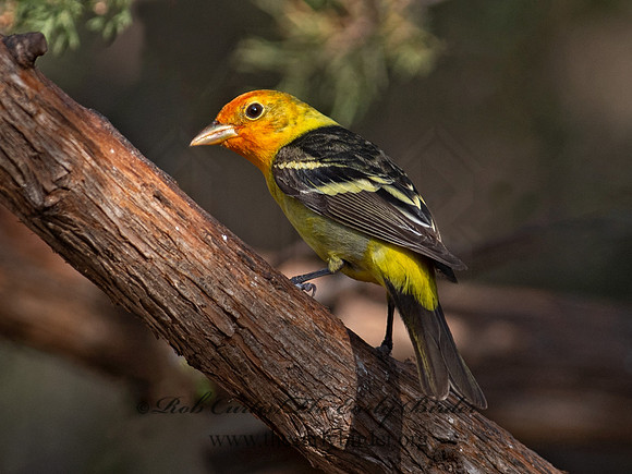 Piranga ludoviciana  WESTERN TANAGER 6040546