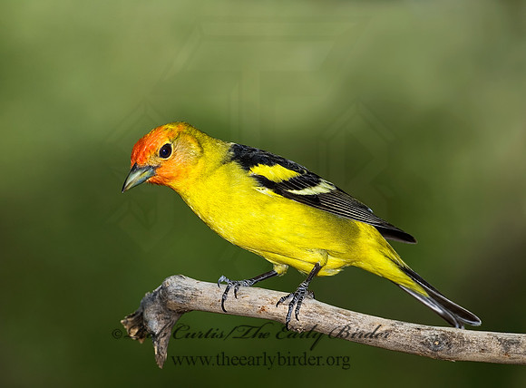 Piranga ludoviciana  WESTERN TANAGER 6025343