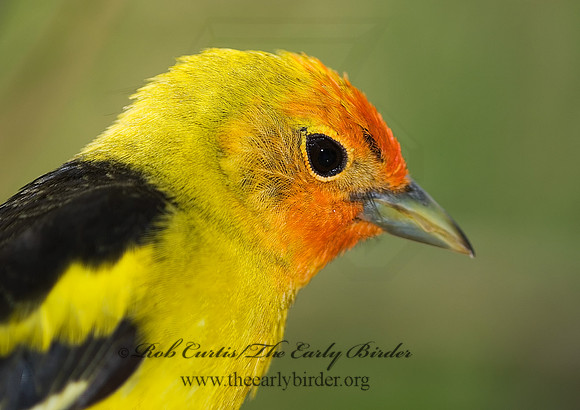 Piranga ludoviciana  WESTERN TANAGER 6025508