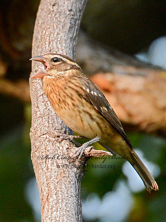 Pheucticus ludovicianus  ROSE-BREASTED GROSBEAK 9004621