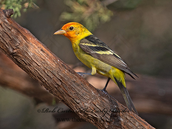 Piranga ludoviciana  WESTERN TANAGER 6040549