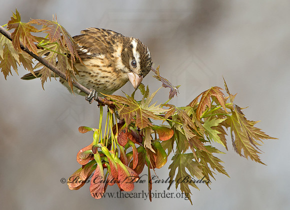 Pheucticus ludovicianus  ROSE-BREASTED GROSBEAK 9029222