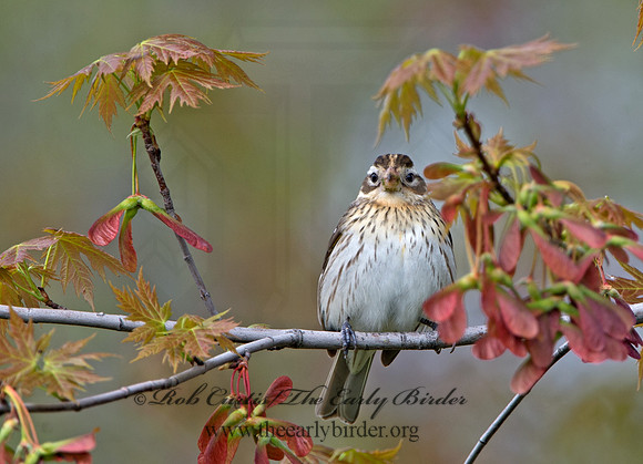 Pheucticus ludovicianus  ROSE-BREASTED GROSBEAK 9029145