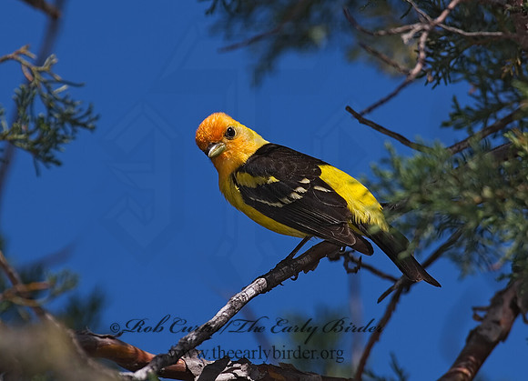 Piranga ludoviciana  WESTERN TANAGER 7006725