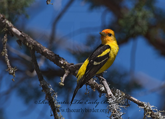 Piranga ludoviciana  WESTERN TANAGER 7006712