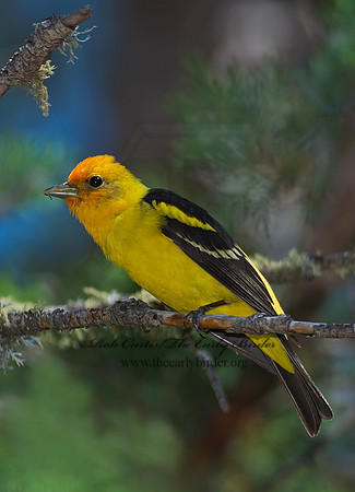 Piranga ludoviciana  WESTERN TANAGER 7006732