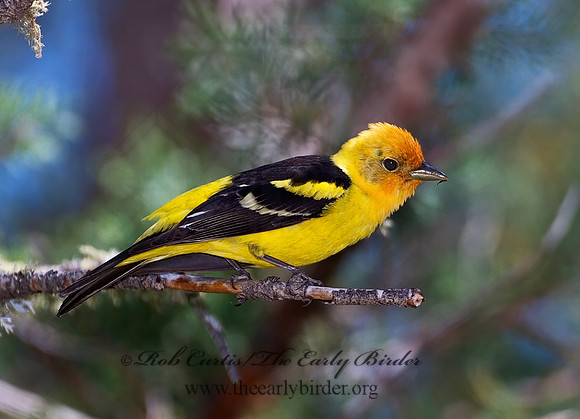 Piranga ludoviciana  WESTERN TANAGER 7006738