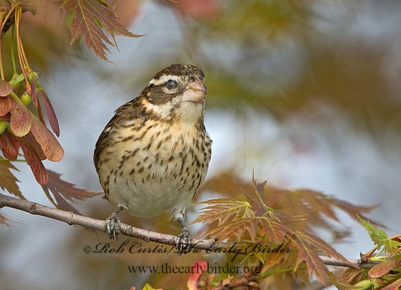 Pheucticus ludovicianus  ROSE-BREASTED GROSBEAK 9029228