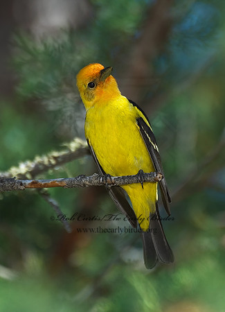 Piranga ludoviciana  WESTERN TANAGER 7006741