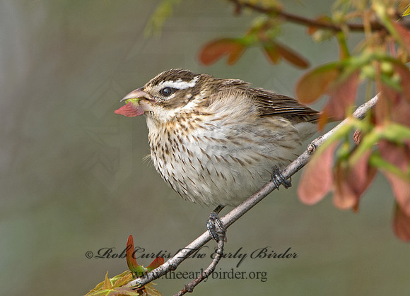 Pheucticus ludovicianus  ROSE-BREASTED GROSBEAK 9029233