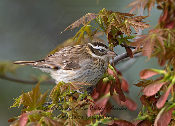 Pheucticus ludovicianus  ROSE-BREASTED GROSBEAK 9029231