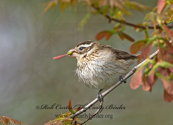 Pheucticus ludovicianus  ROSE-BREASTED GROSBEAK 9029234