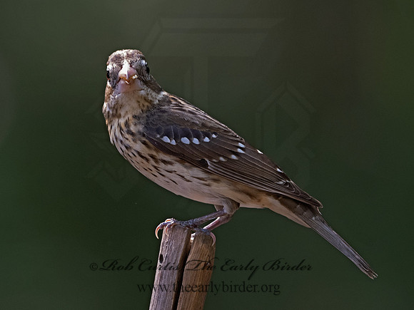 Pheucticus ludovicianus  ROSE-BREASTED GROSBEAK 3031223